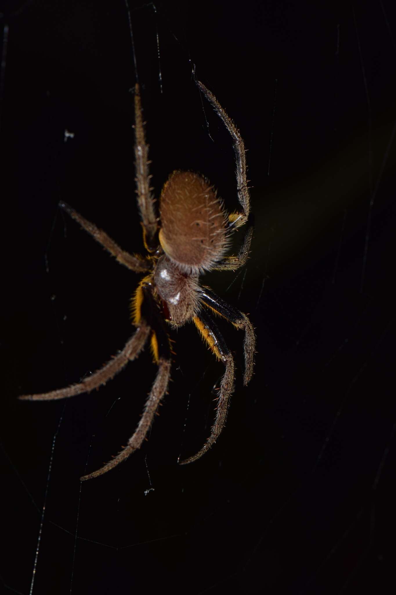 Image of Eriophora fuliginea (C. L. Koch 1838)