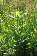 Image of Bugleweed