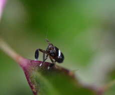 Image of Pissonotus nitens (Van Duzee 1909)