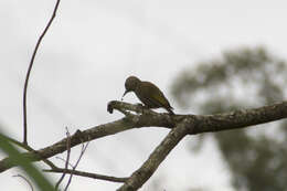 Image of Dryobates passerinus