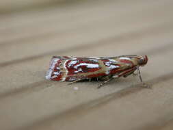 Acrobasis porphyrella Duponchel 1836 resmi