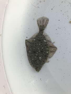 Image of Starry Flounder