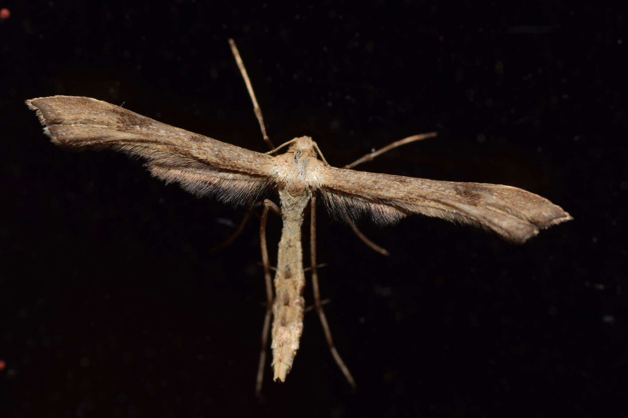 Image of Hoary Plume Moth