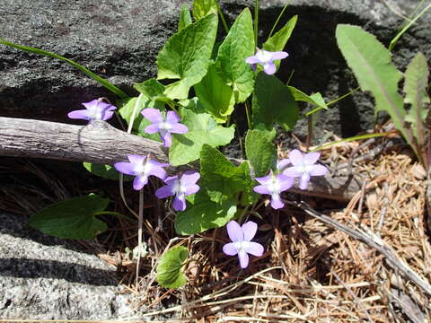 Imagem de Viola novae-angliae House