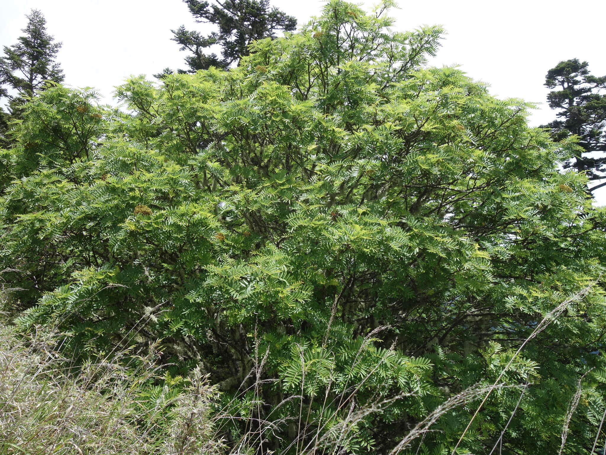 Image of Sorbus randaiensis (Hayata) Koidz.