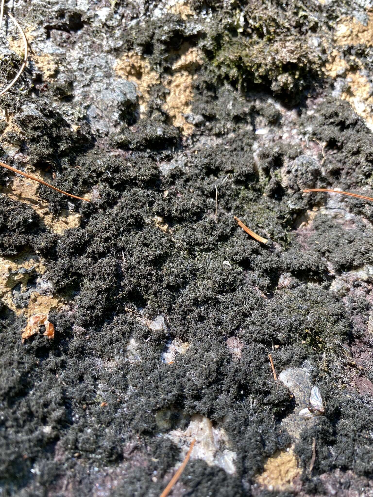 Image of Waterside rockshag lichen