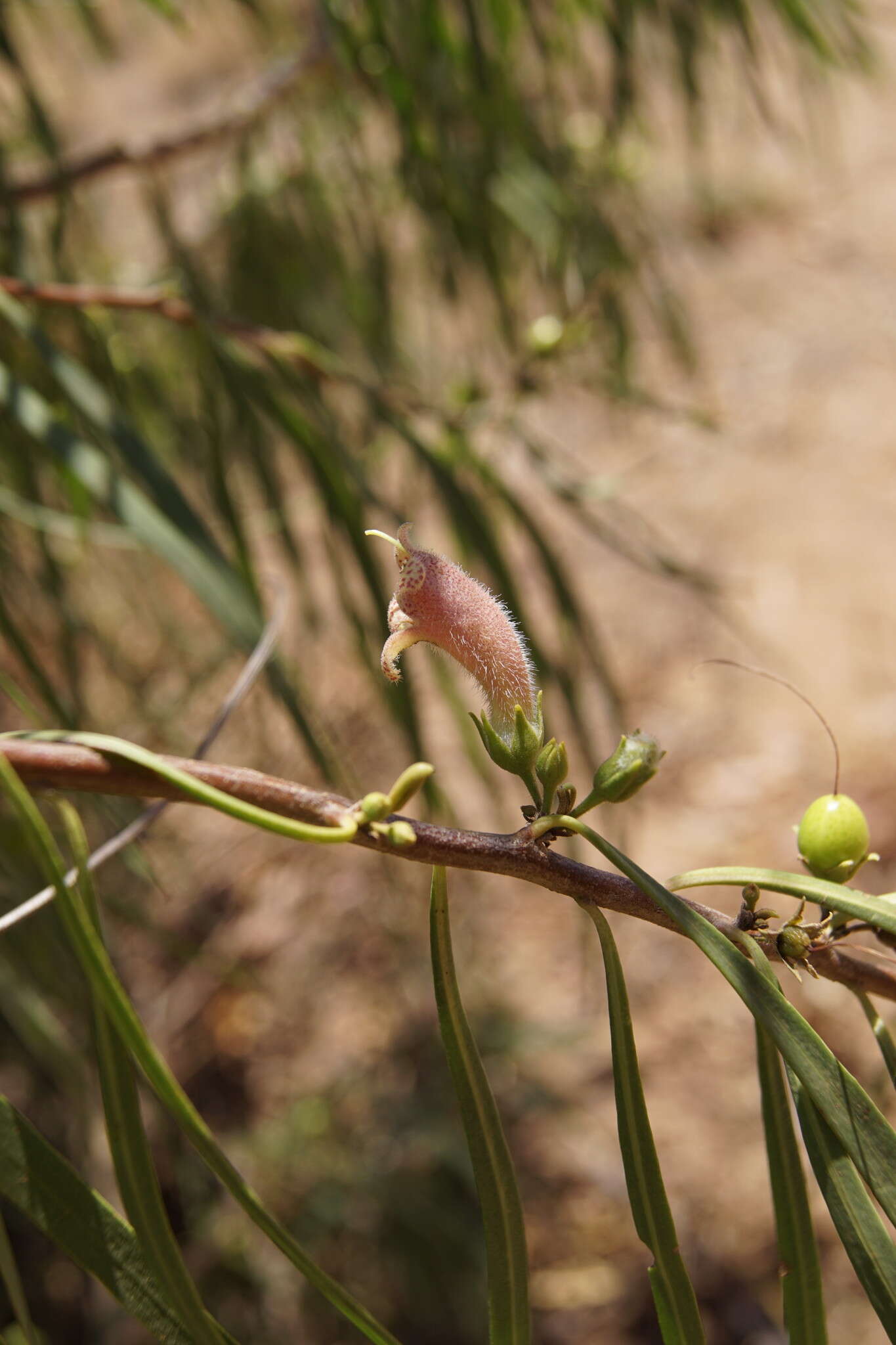 Слика од Eremophila longifolia (R. Br.) F. Muell.