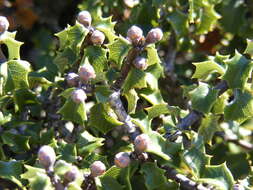 Image of Jepson ceanothus