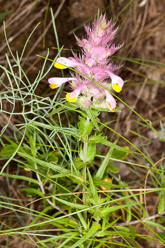 Image of Melampyrum fimbriatum Vandas