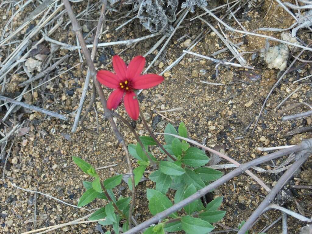 Plancia ëd Wedelia purpurea (Greenm.) B. L. Turner