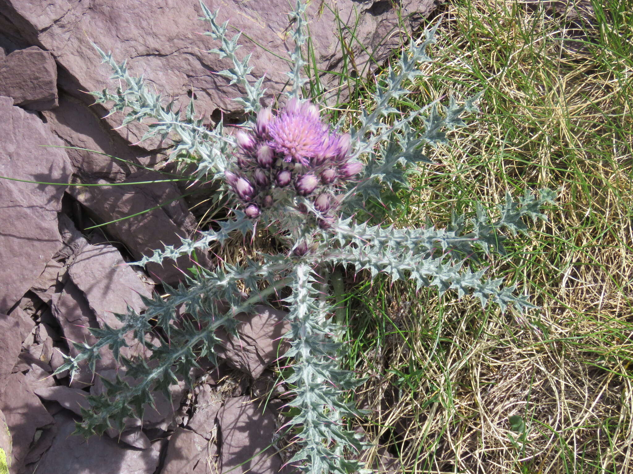 Image de Carduus carlinoides Gouan