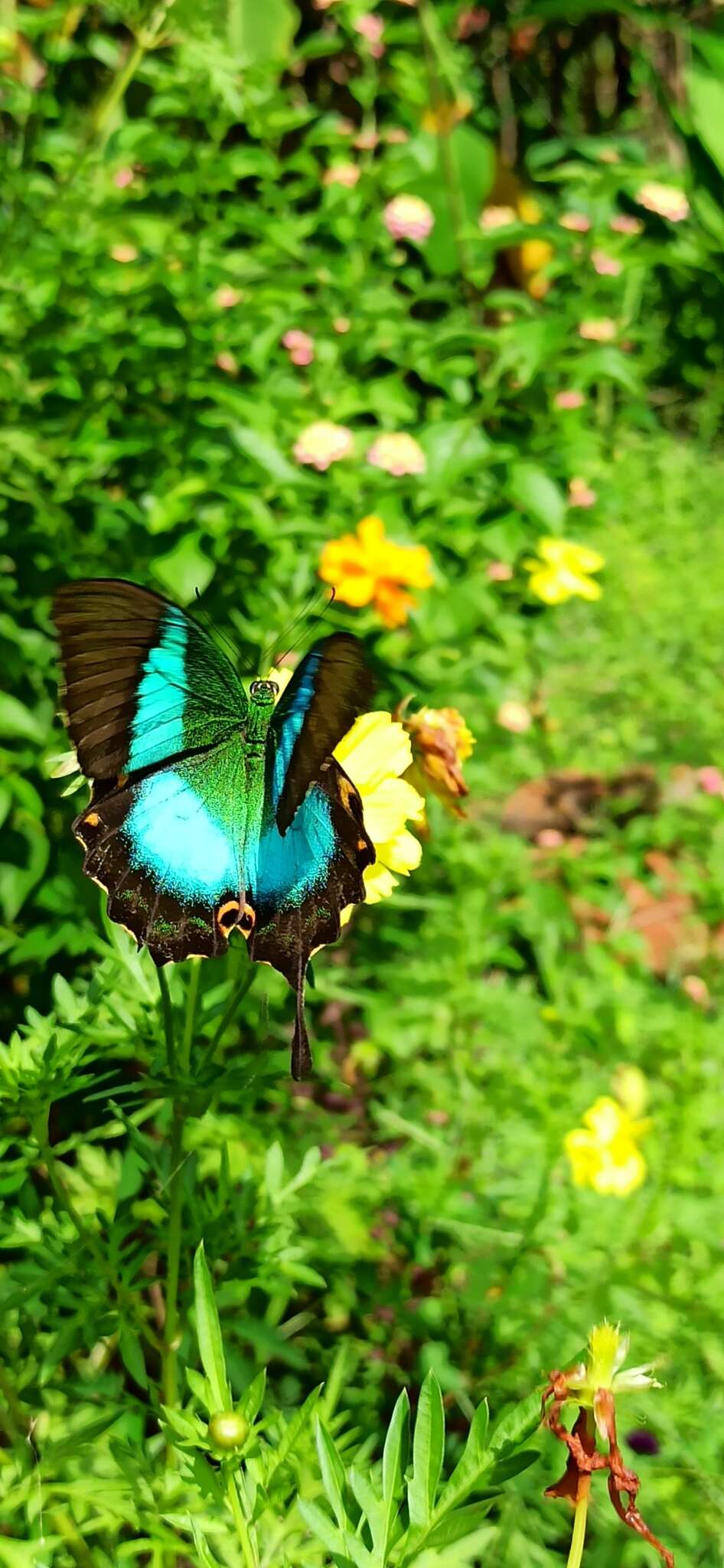 Image of Malabar Banded Peacock