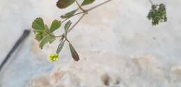 Слика од Medicago coronata (L.) Bartal.