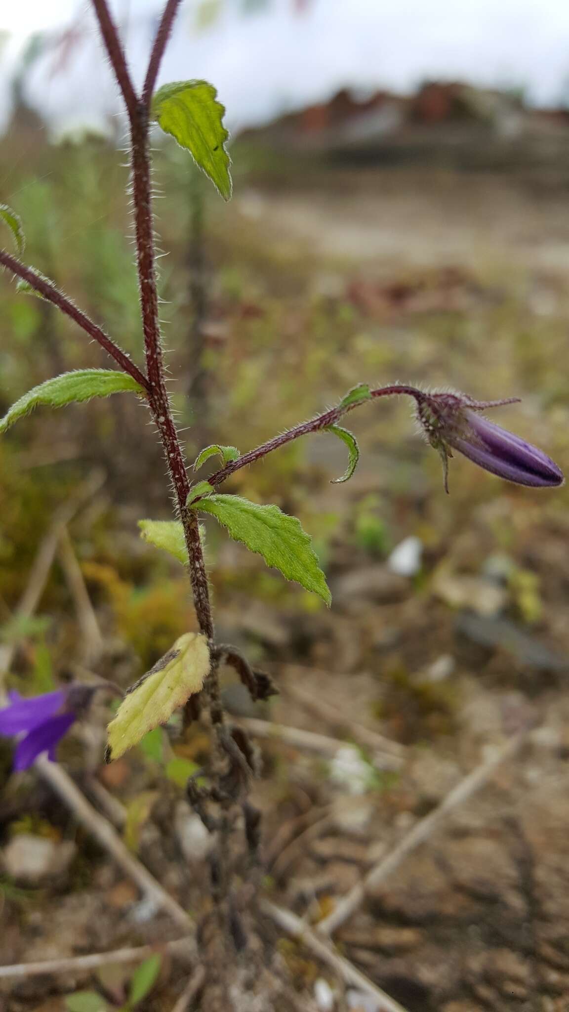 Imagem de Campanula pallida Wall.