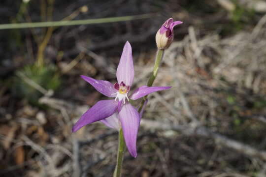 Image of Pink fairy orchid