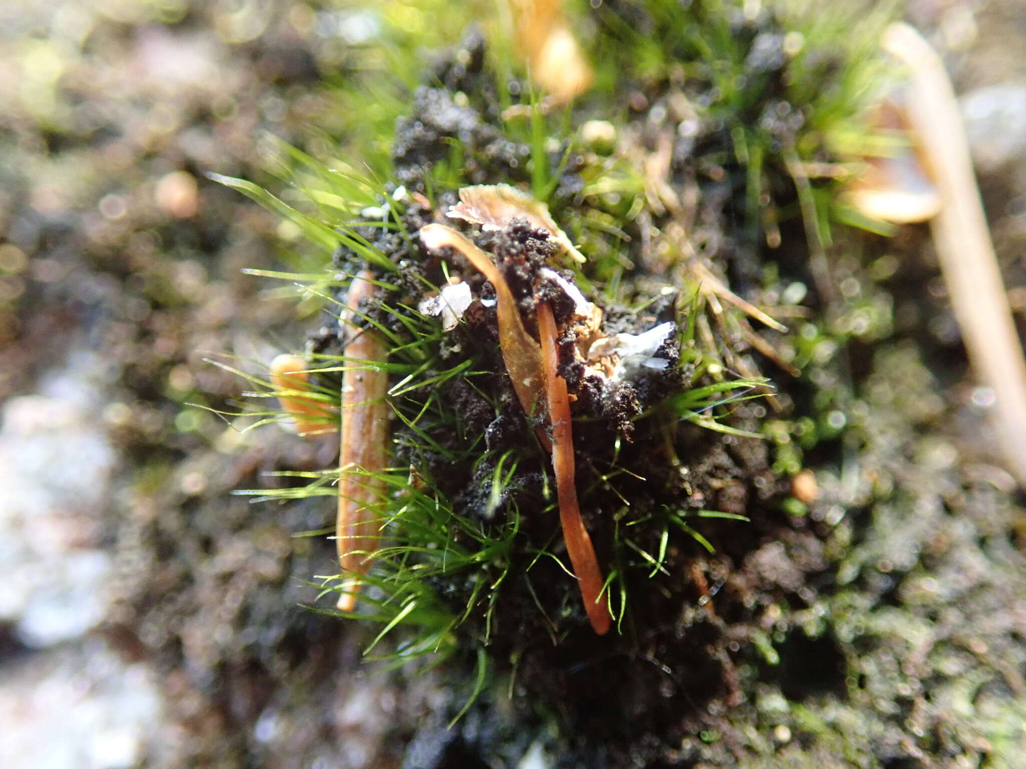 Image of bristly swan-neck moss