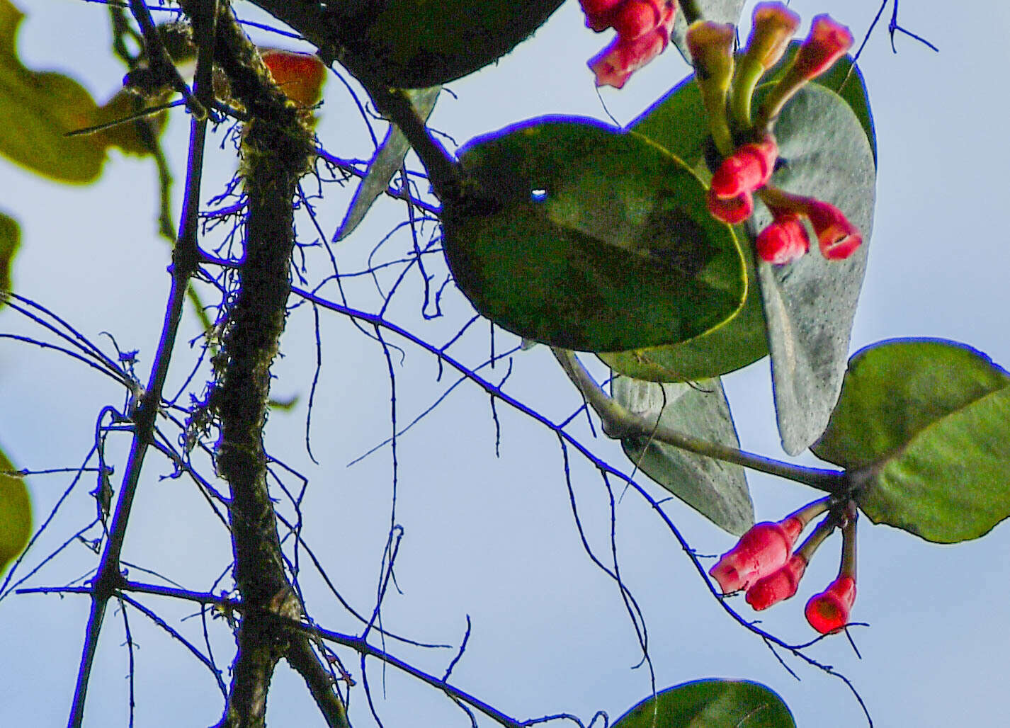 Image de Macleania coccoloboides A. C. Sm.