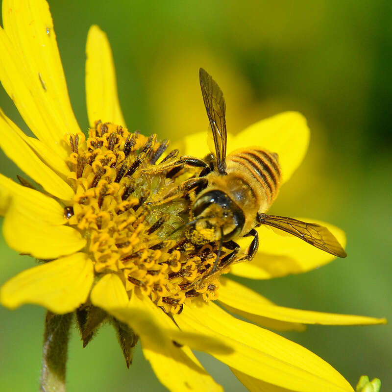 Image of Megachile fortis Cresson 1872