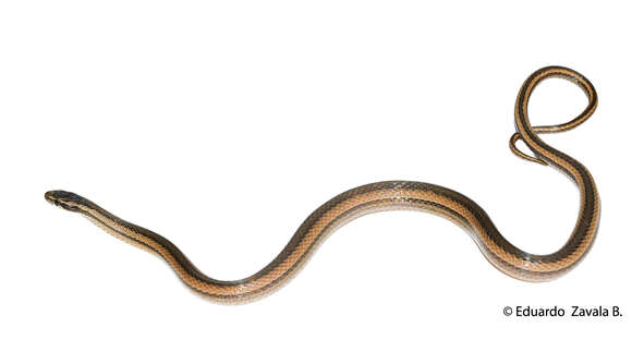 Image of Peters' Running Snake