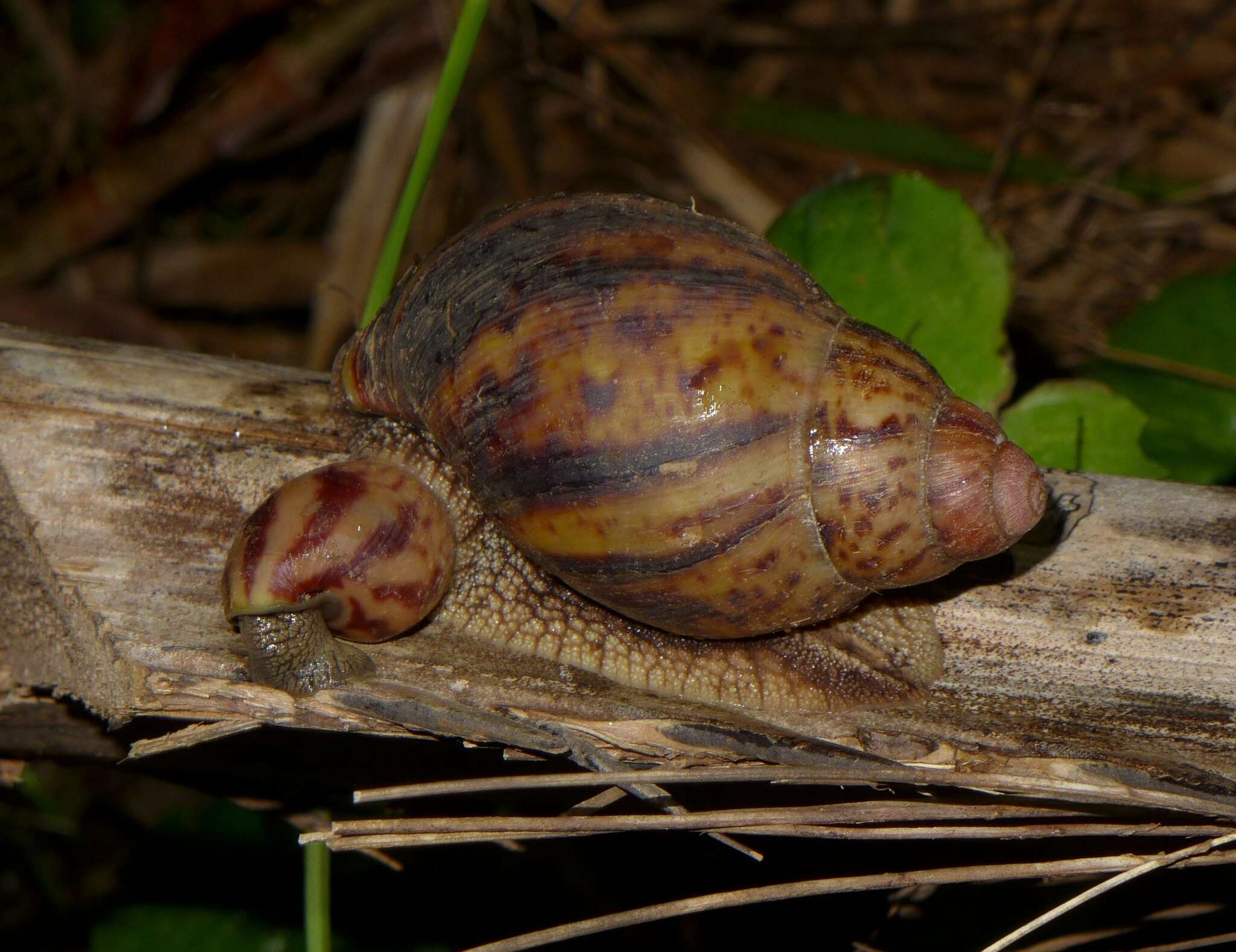 Image de Archachatina marginata (Swainson 1821)