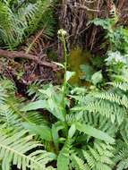 Image of Rorippa gigantea (Hook. fil.) Garn.-Jones