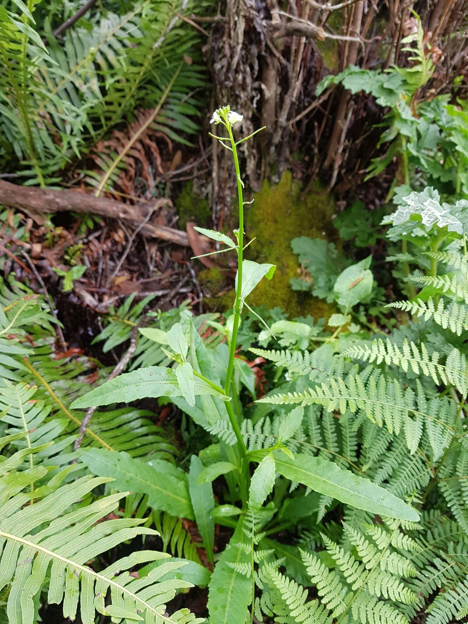 Sivun Rorippa gigantea (Hook. fil.) Garn.-Jones kuva