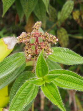 Sivun Miconia lacera (Bonpl.) Naud. kuva