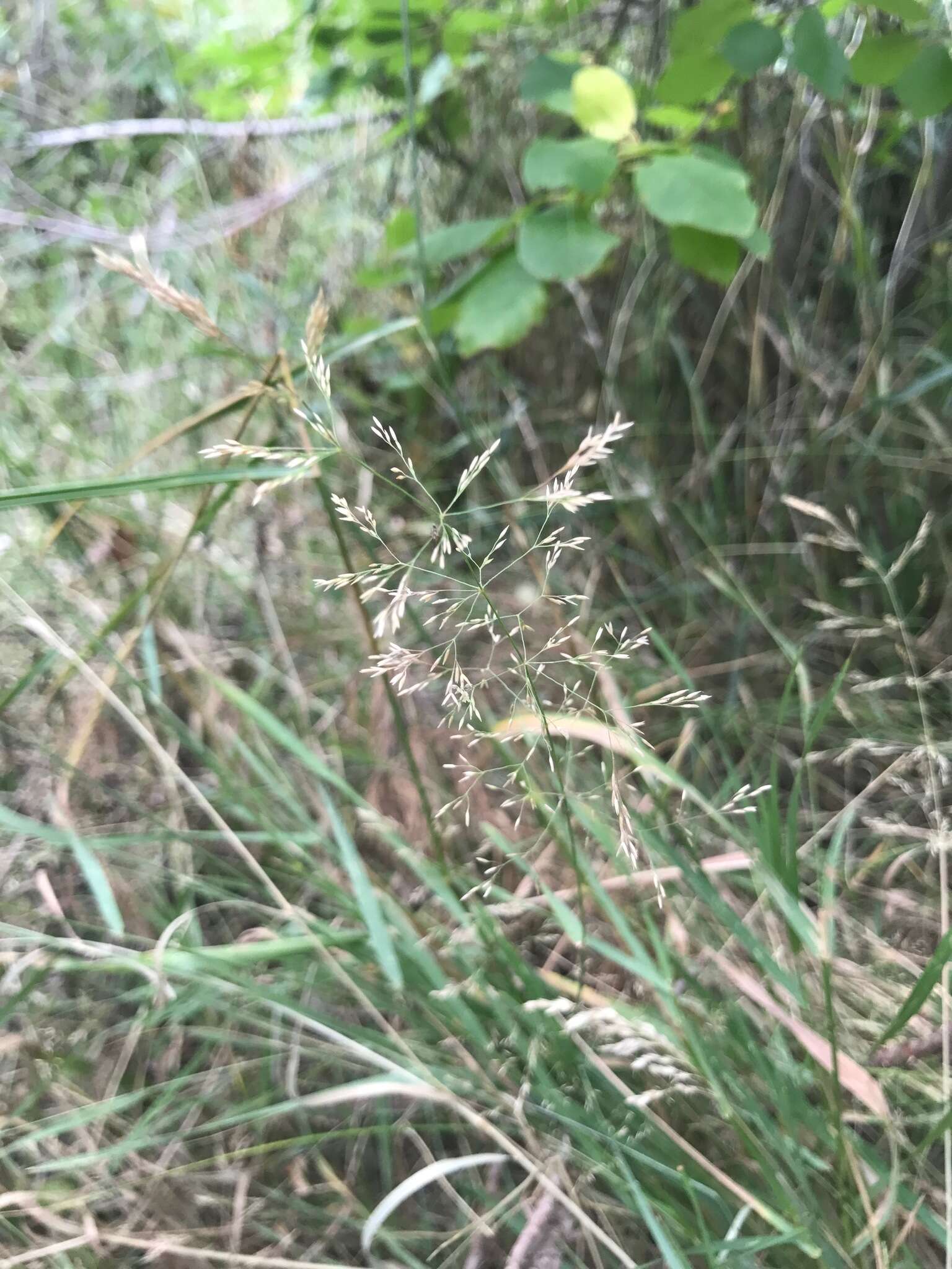 Image of creeping bentgrass