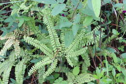 Image of Adiantum patens Willd.