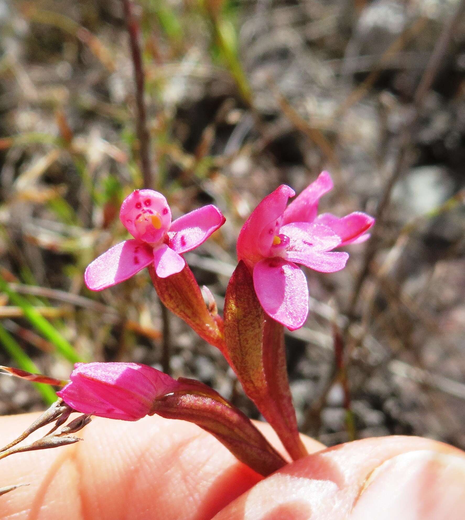 Image de Disa vaginata Harv. ex Lindl.