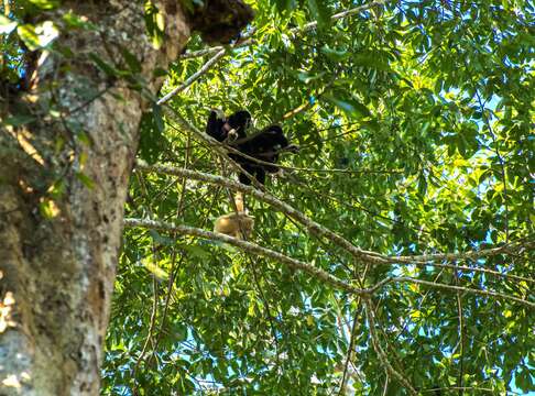 Image of White-handed Gibbon