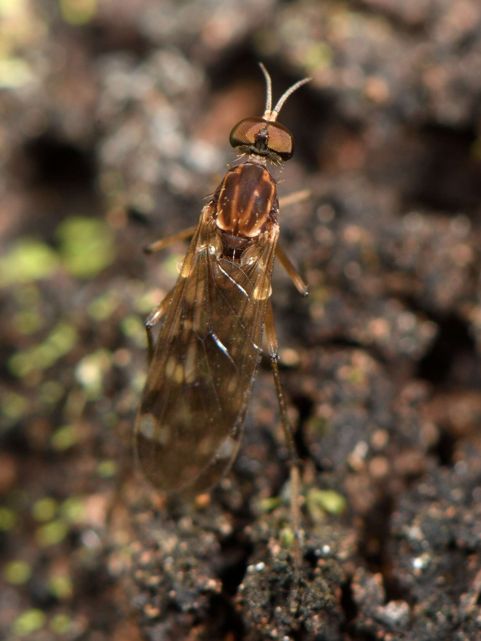 Image of Sylvicola notatus (Hutton 1902)