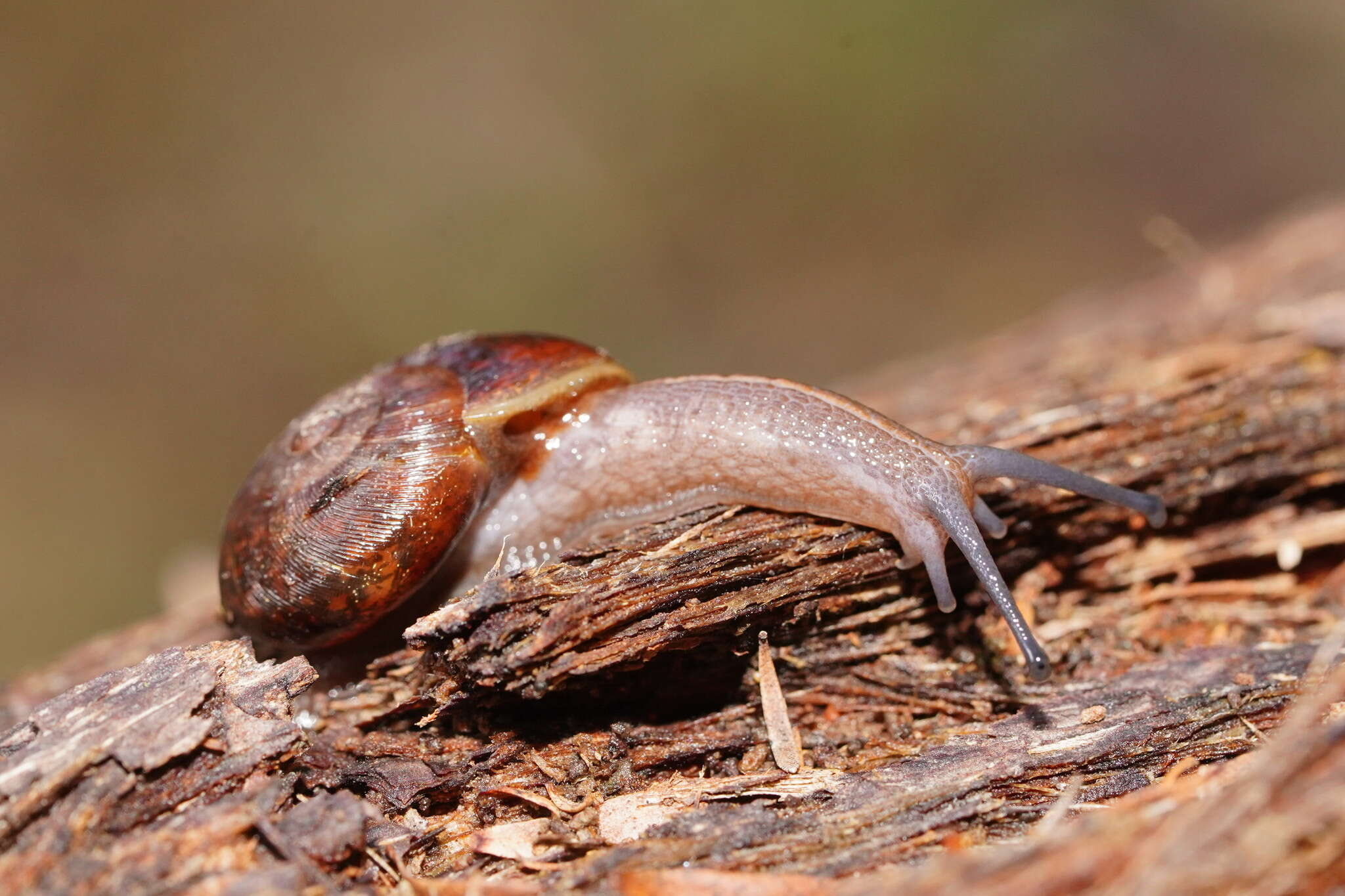 صورة Austrorhytida glaciamans (Iredale 1938)