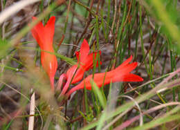 Image of Cyrtanthus staadensis Schönland