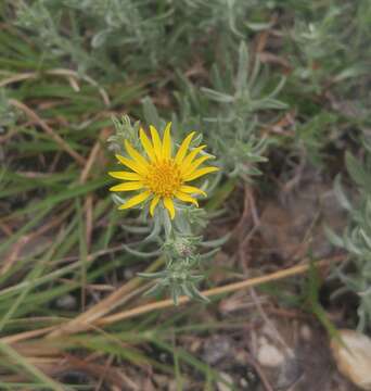 Image of hoary false goldenaster