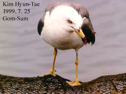 Image of Black-tailed Gull