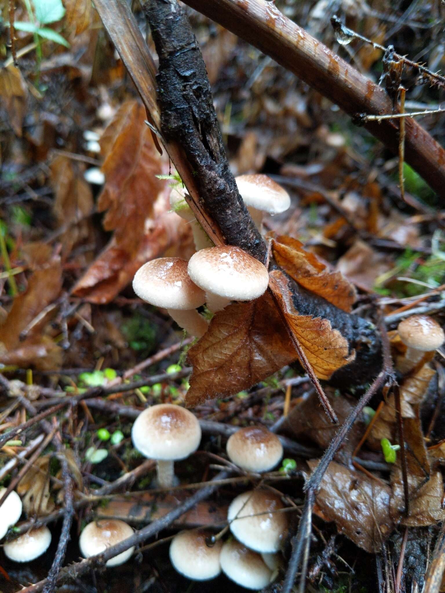 Image of Pholiota decorata (Murrill) A. H. Sm. & Hesler 1968