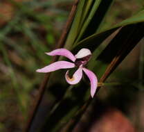 Image of Black-tongue caladenia