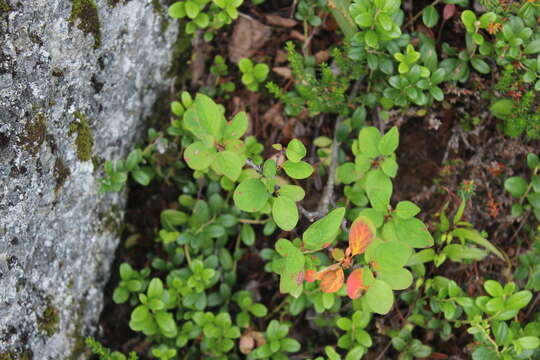 Imagem de Cotoneaster cinnabarinus Juz.