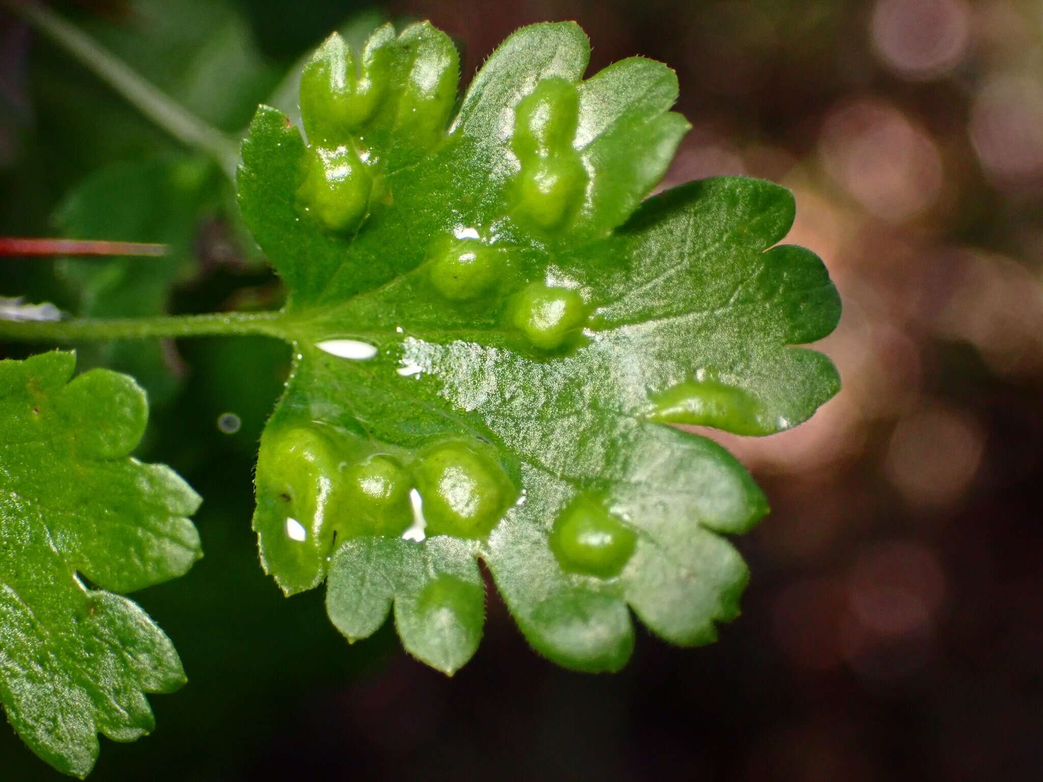 Image of Ribesia sarae Gagné 2016