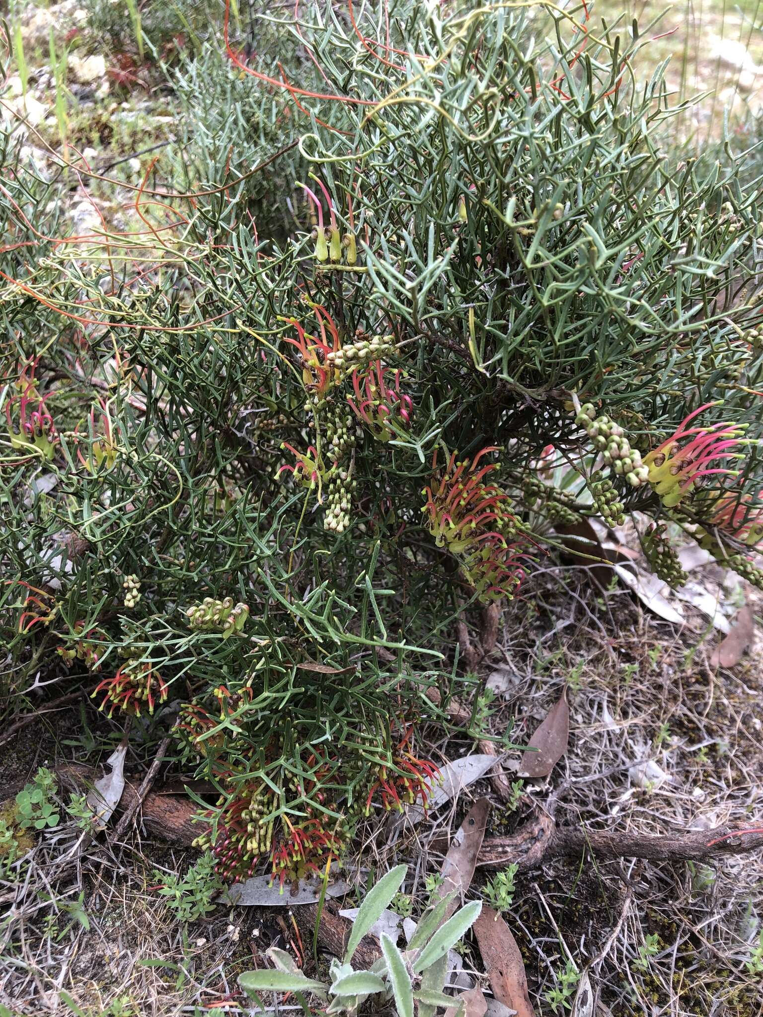 Image of Grevillea angustiloba subsp. wirregaensis Downing