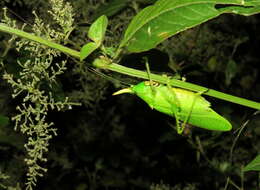 Image of Rhinoceros Katydid