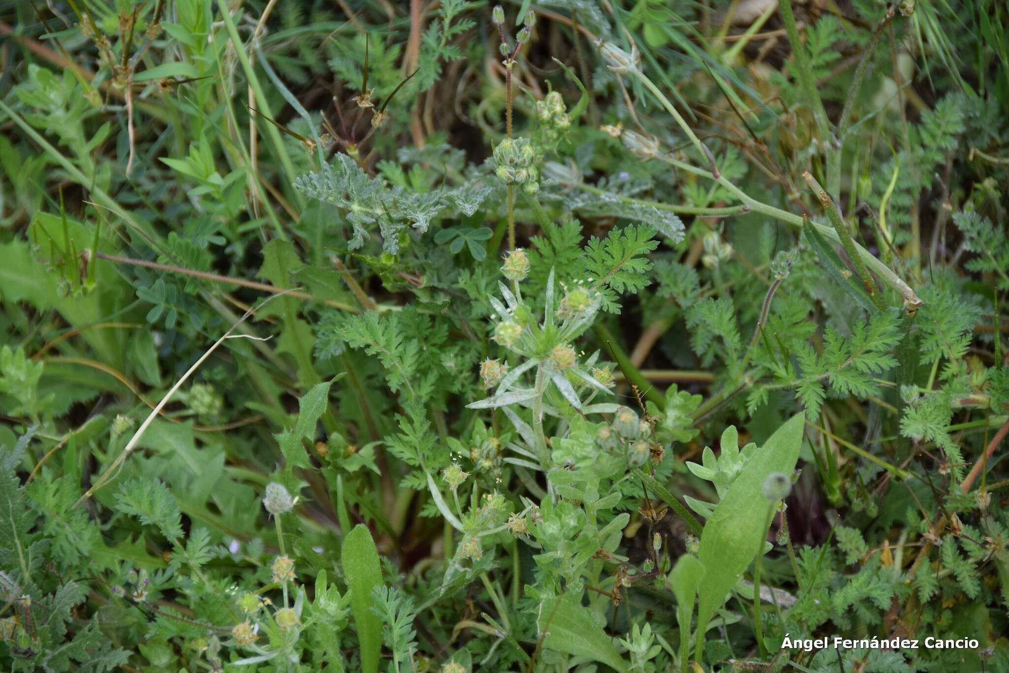 Image of glandular plantain