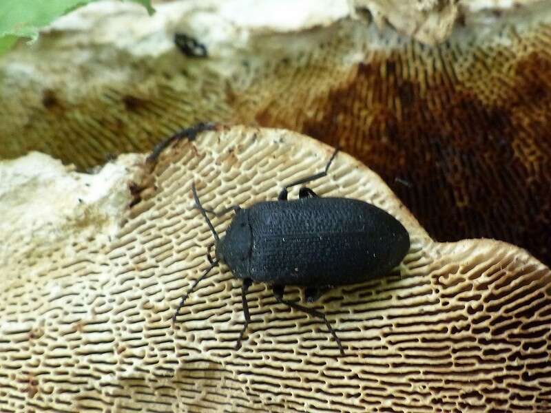 Image of Velvety Bark Beetle