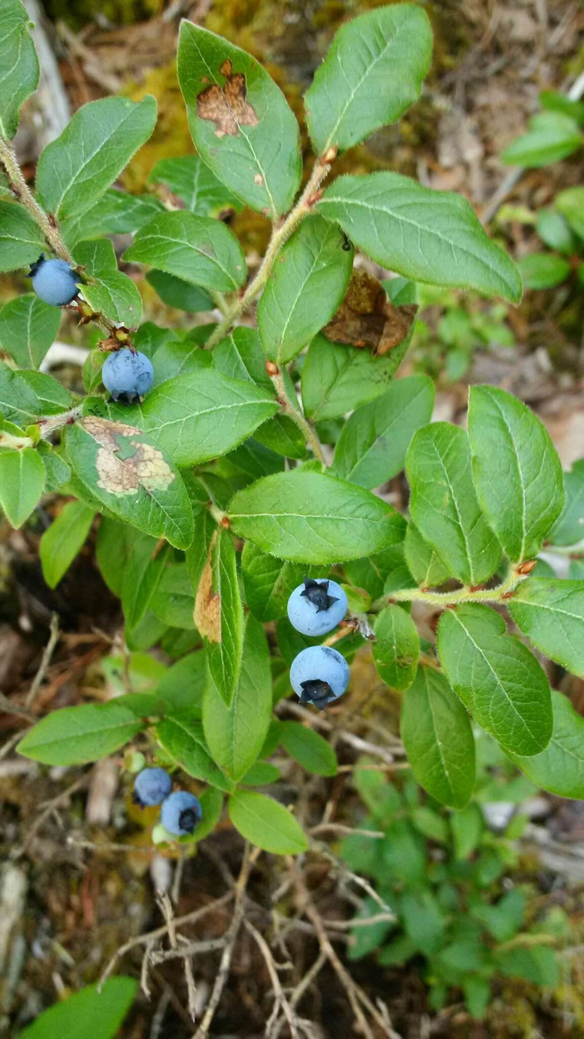 Image of velvetleaf huckleberry