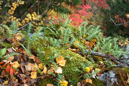 Polypodium sibiricum Siplivinsky的圖片