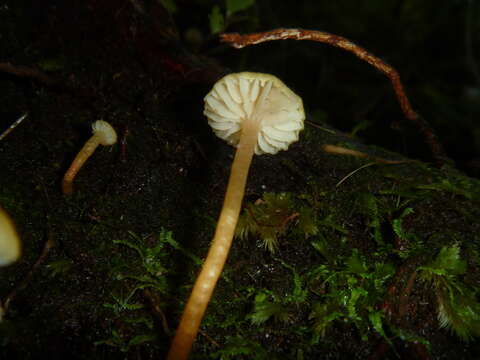 Image of Hygrocybe miniceps (G. Stev.) E. Horak 1990