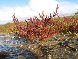 Sivun Salicornia ramosissima J. Woods kuva