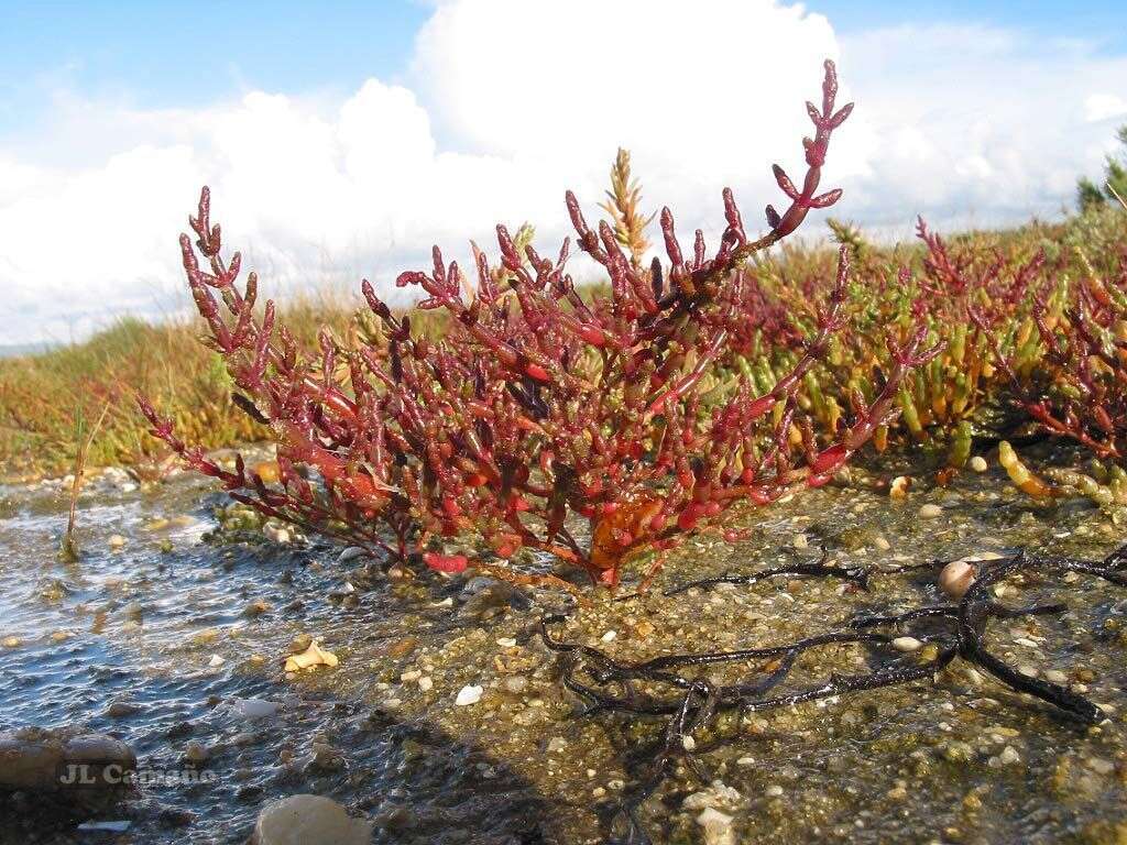 Sivun Salicornia ramosissima J. Woods kuva