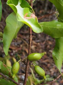 صورة Coffea tsirananae J.-F. Leroy